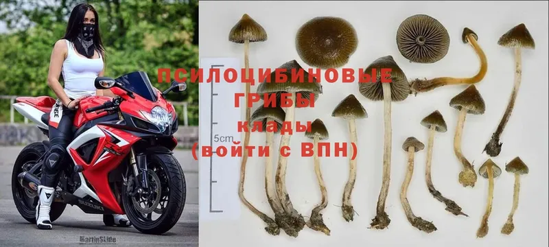 Псилоцибиновые грибы Psilocybine cubensis  цены   Болгар 